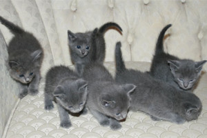  Raszuivere Russische blauwe kittens nu beschikbaar. 